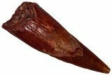 Fossil Pterosaur (Siroccopteryx) Tooth - Morocco #298741-1